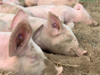 Просто чума какая-то: почему в Саратовской области сжигают домашних свиней