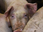 В саратовском магазине нашли зараженную африканской чумой свинину