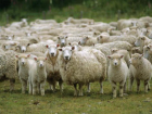 Пастух из Саратовской области угнал чужих овец