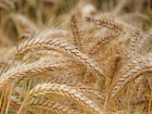 Региональные производители зерновых культур получат дополнительные субсидии 