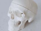 Саратовец откопал под фундаментом череп человека: его проверят по базе без вести пропавших