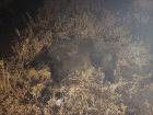 По стопам Рашкина: в Саратовской области браконьер убил двух косуль