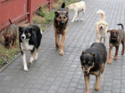 Жители сообщили, что в парке Гагарина собаки покусали ребенка: проводится проверка