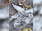 Саратовцев возмутило обнародованное фото мертвой кошки  