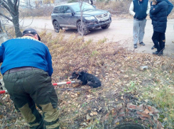 В Саратове бродячие собаки продолжают нападать на людей