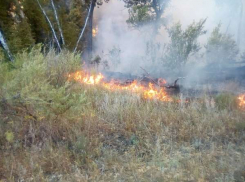 Пожар в Саратовском лесничестве тушили почти сутки