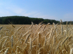 6 млн тонн зерна не собрали: как саратовский губернатор обманул Путина