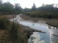 В пересохшем пруду под Саратовом погибли рыба и бобры