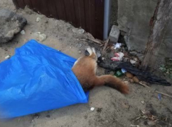 «Это ужас!»: в Саратове массово травят бездомных животных