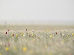 В Саратовской области появилась новая охраняемая территория