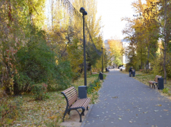 В саратовском сквере на 2-й Садовой обнаружили 123 здоровых дерева