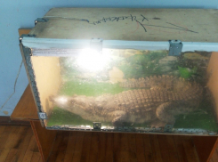 В Энгельсе крокодилу замотали скотчем пасть – посетители выставки возмущены