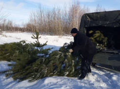 Под самый корешок. К Новому году в Саратовской области вырубили 28 тысяч елок