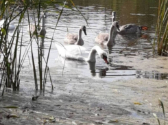  Замерзающий символ: жители Калининска просят власти спасти лебедей