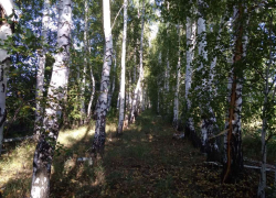Ограничение на пребывание граждан в лесах Саратовской области продлено до 20 сентября