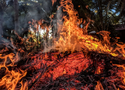 В Саратовской области дважды горел волжский остров – отдыхающие разъезжались на лодках и катерах