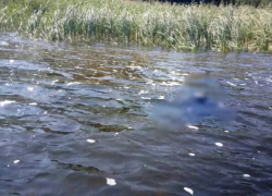 Под Энгельсом из Волги выловили тело мужчины