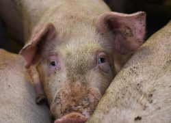 В саратовском магазине нашли зараженную африканской чумой свинину