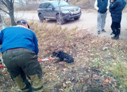 В Саратове бродячие собаки продолжают нападать на людей