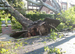 В Саратове ночью падали деревья