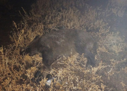 По стопам Рашкина: в Саратовской области браконьер убил двух косуль