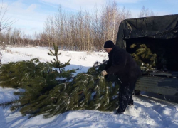 Под самый корешок. К Новому году в Саратовской области вырубили 28 тысяч елок