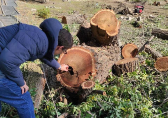 Чиновники администрации Саратова рассказали, сколько еще деревьев будет спилено на бульваре Рахова
