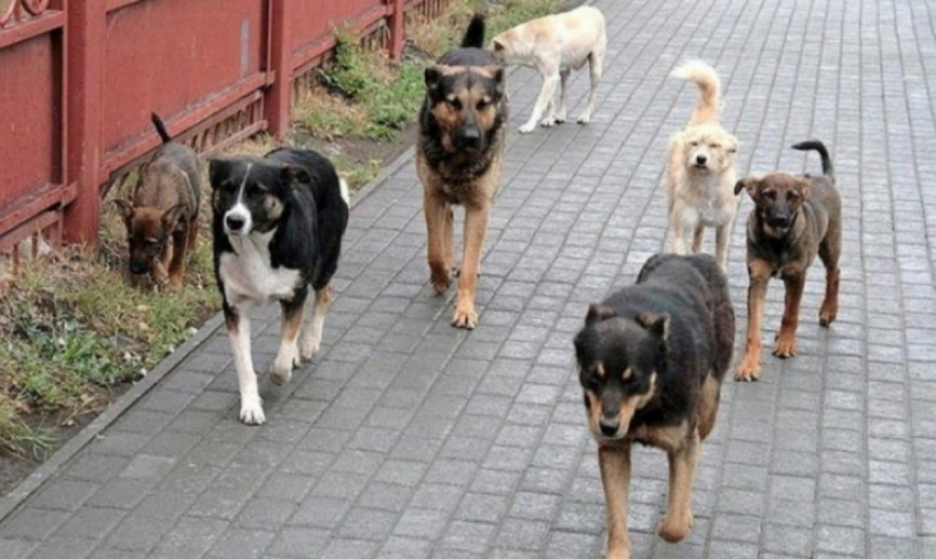 Отлов бродячих собак в Саратове: власти сообщили о неисполнении контракта новым подрядчиком