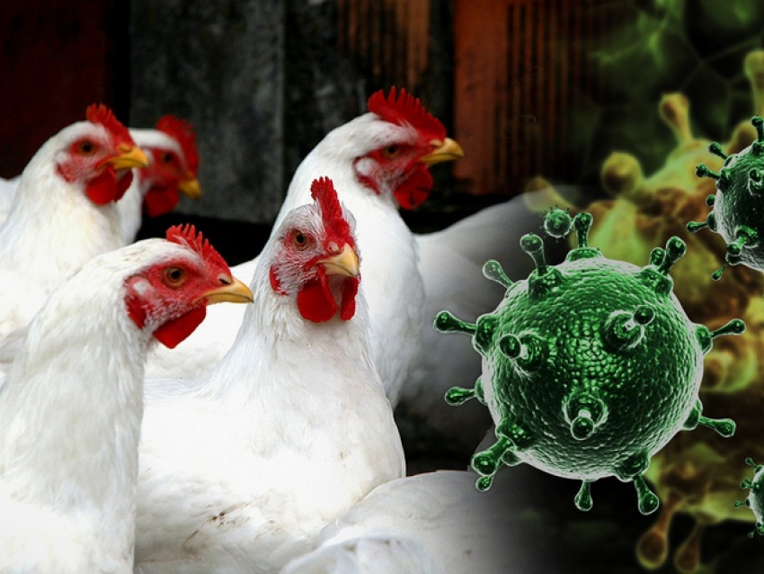 В Саратовской области обнаружен очаг птичьего гриппа