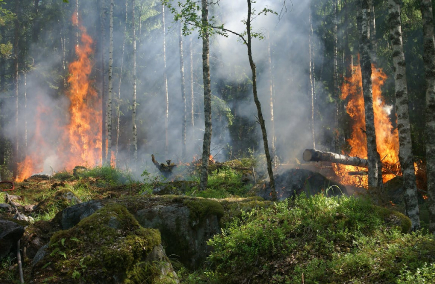 Леса Саратовской области за сутки горели трижды