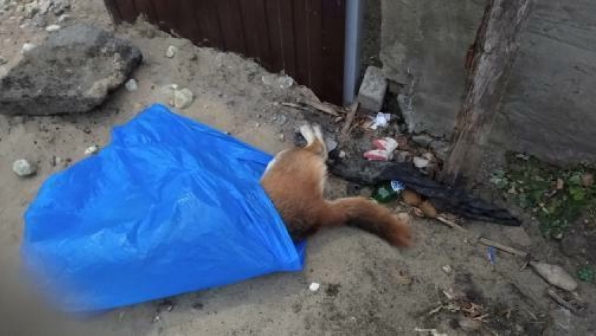 «Это ужас!»: в Саратове массово травят бездомных животных