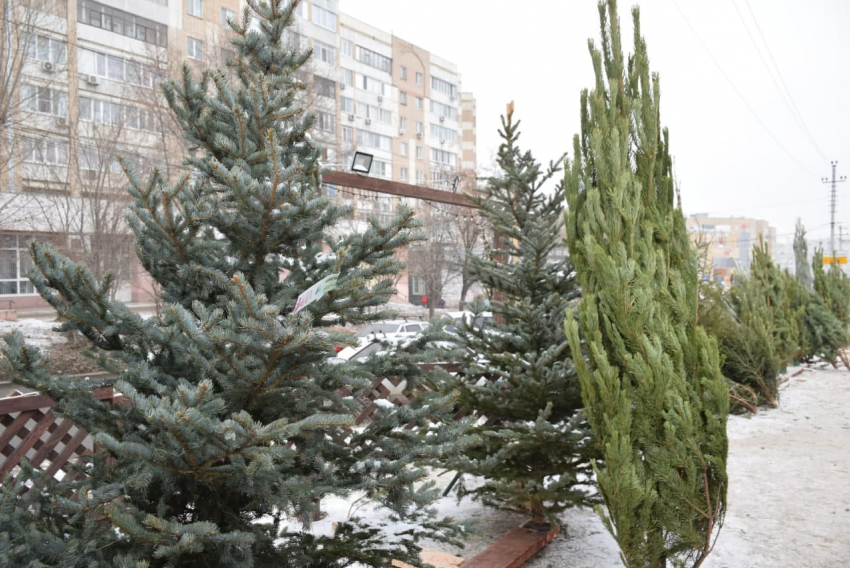 Стала известна дата открытия елочных базаров в Саратове
