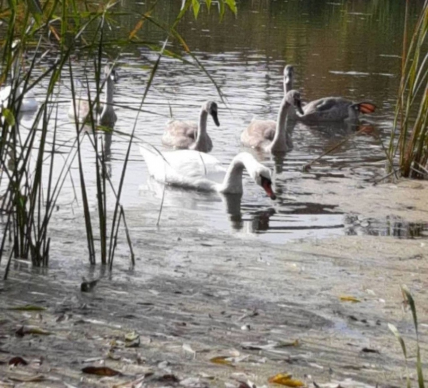  Замерзающий символ: жители Калининска просят власти спасти лебедей