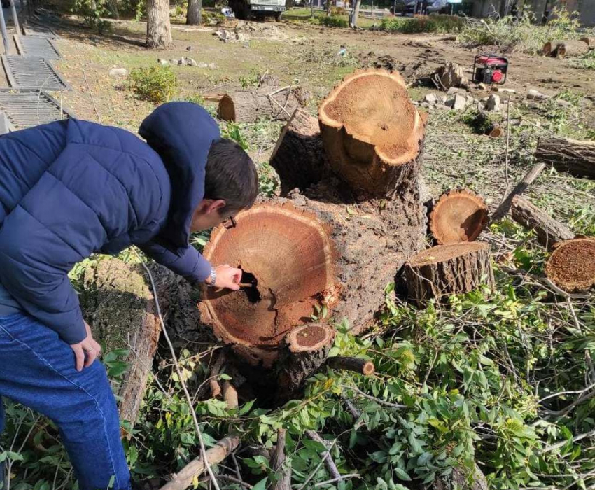 Чиновники администрации Саратова рассказали, сколько еще деревьев будет спилено на бульваре Рахова